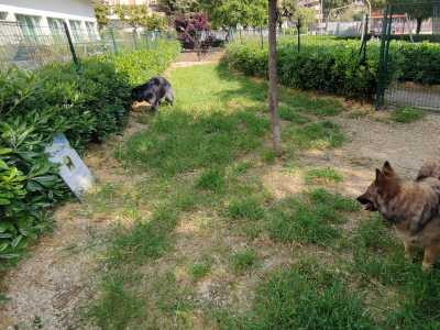Mentre nella zona �alta� del quartiere, in via Tridente, sarebbe presente una zona dedicata agli animali all�interno del giardinetto Louis Braille: ma si tratta di un fazzoletto di terra poco sufficiente per una minima corsetta, sprovvisto pure di fontanelle